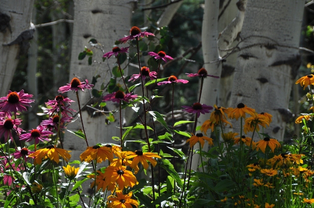 flowers and aspens